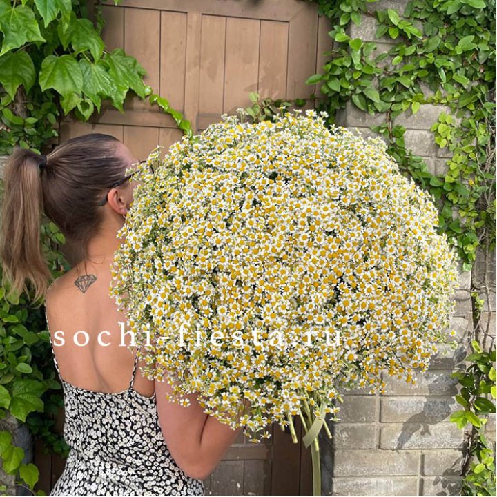 101 ромашка в Магнитогорске