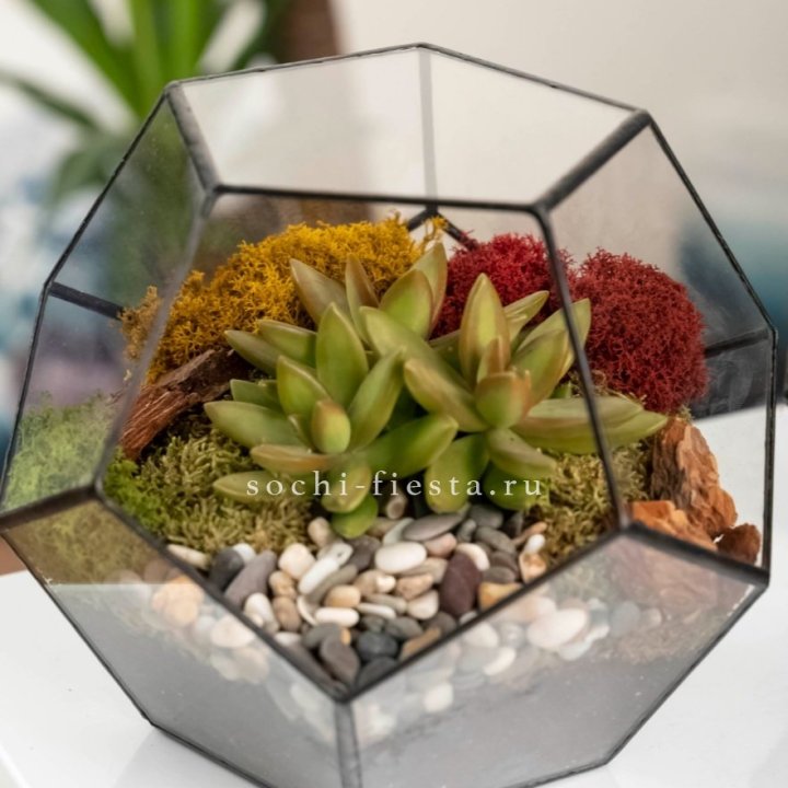 Флорариум “Додекаэдр” с суккулентом Седум в Магнитогорске