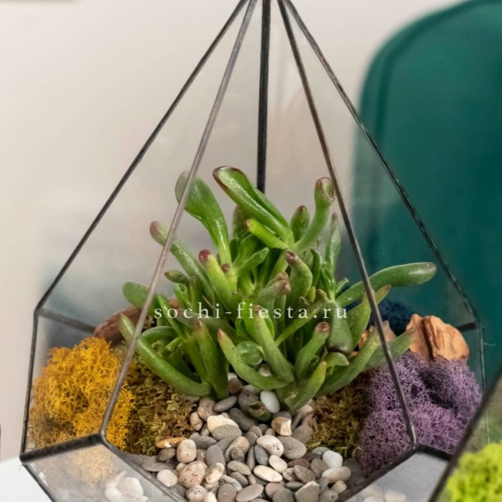 Флорариум “Капля” с суккулентом Крассула Хоббит в Магнитогорске
