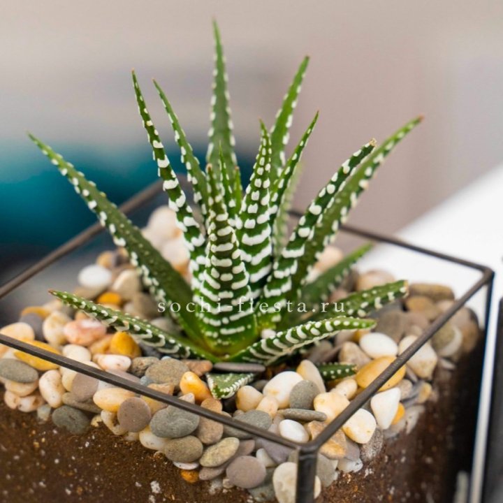 Флорариум Кубик с суккулентом Хавортия в Магнитогорске