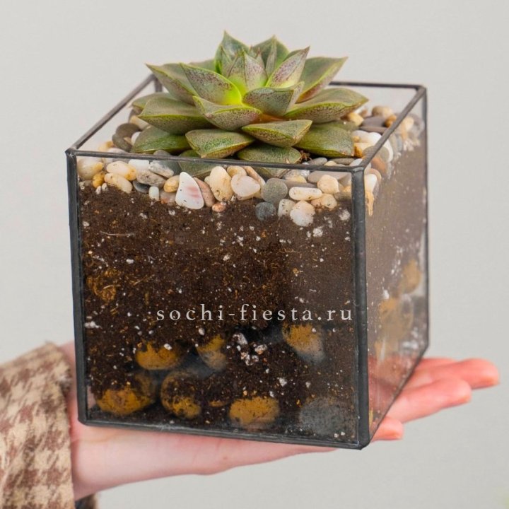 Флорариум Кубик с суккулентом Каменная роза в Магнитогорске