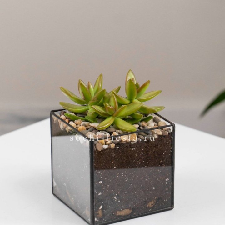 Флорариум Кубик с суккулентом Седум в Магнитогорске