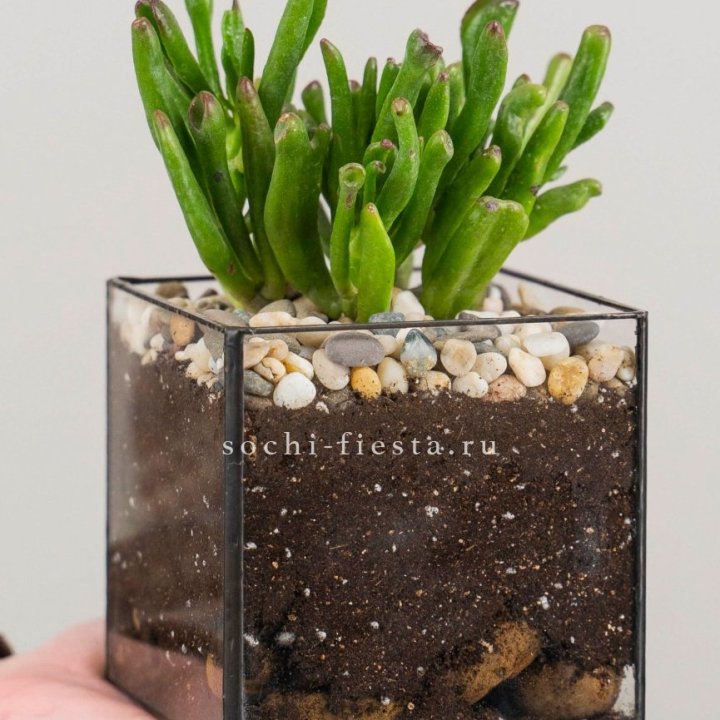 Флорариум Кубик с суккулентом Хоббит в Магнитогорске