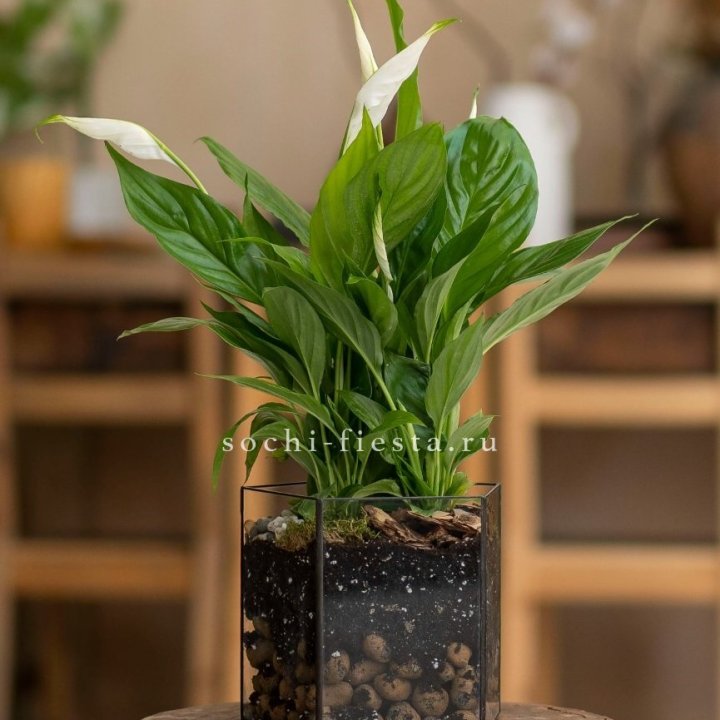 Спатифиллум в кашпо Пятиугольник в Магнитогорске