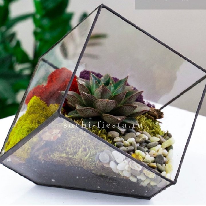 Флорариум Куб усеченный с суккулентом Каменная роза в Магнитогорске
