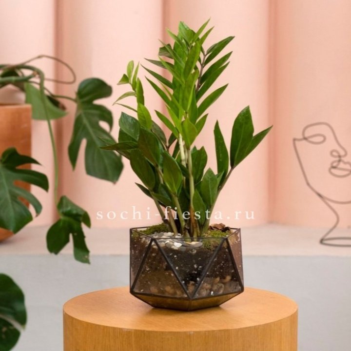 Замиокулькас в кашпо Икосаедр в Магнитогорске