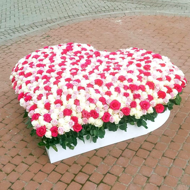 555 роза  в Магнитогорске