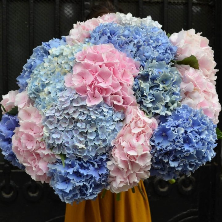 Букет гортензий "Фонтан" в Магнитогорске