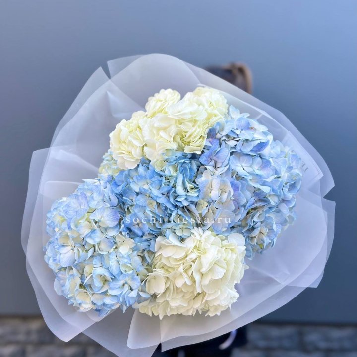 5 бело-голубых гортензий в Магнитогорске