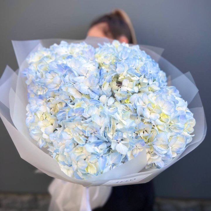 5 голубых гортензий в Магнитогорске