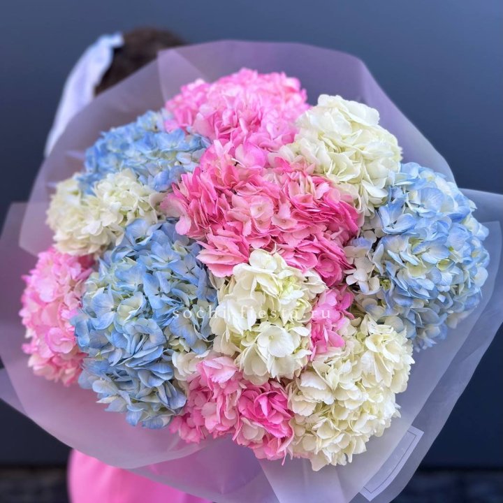 11 гортензий микс в Магнитогорске