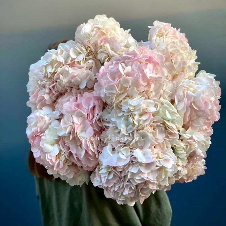 Охапка розовой гортензии в Магнитогорске