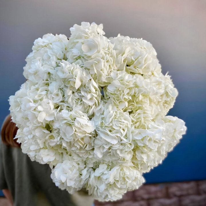 Охапка белой гортензии в Магнитогорске