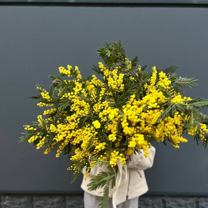 Охопка мимозы в Магнитогорске