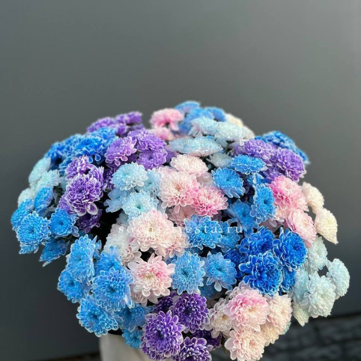 25 цветных хризантем в Магнитогорске