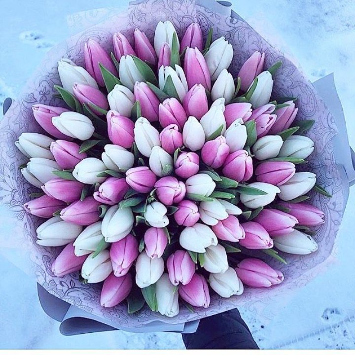 101 тюльпан "Лолипоп" в Магнитогорске